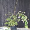 1000501591-scaled.jpg Abelia Grandiflora 'Francis Mason'