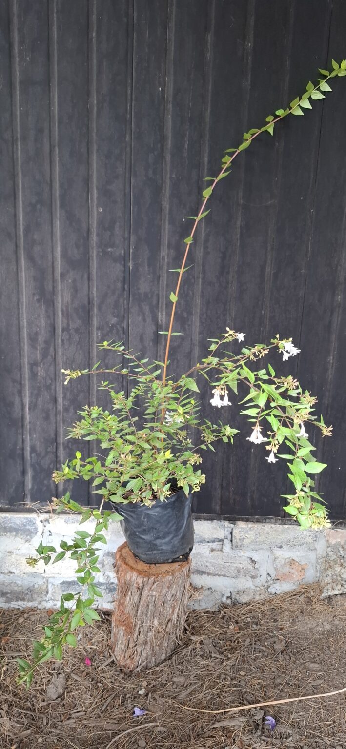 1000501591-scaled.jpg Abelia Grandiflora 'Francis Mason'