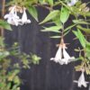 1000501592-scaled.jpg Abelia Grandiflora 'Francis Mason'