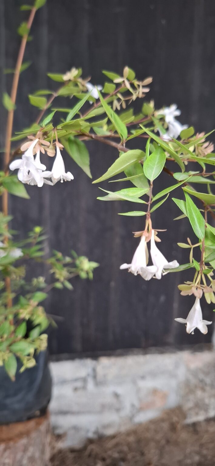 1000501592-scaled.jpg Abelia Grandiflora 'Francis Mason'