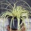 1000501620-scaled.jpg Carex 'Evergold'