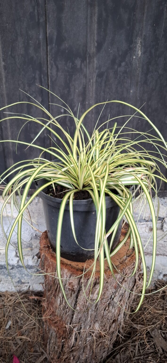 1000501620-scaled.jpg Carex 'Evergold'