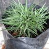 1000501621-scaled.jpg Dwarf Mondo Grass