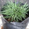 1000501621-scaled.jpg Dwarf Mondo Grass