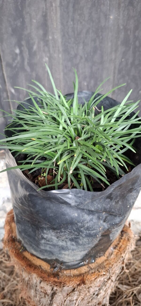 1000501621-scaled.jpg Dwarf Mondo Grass