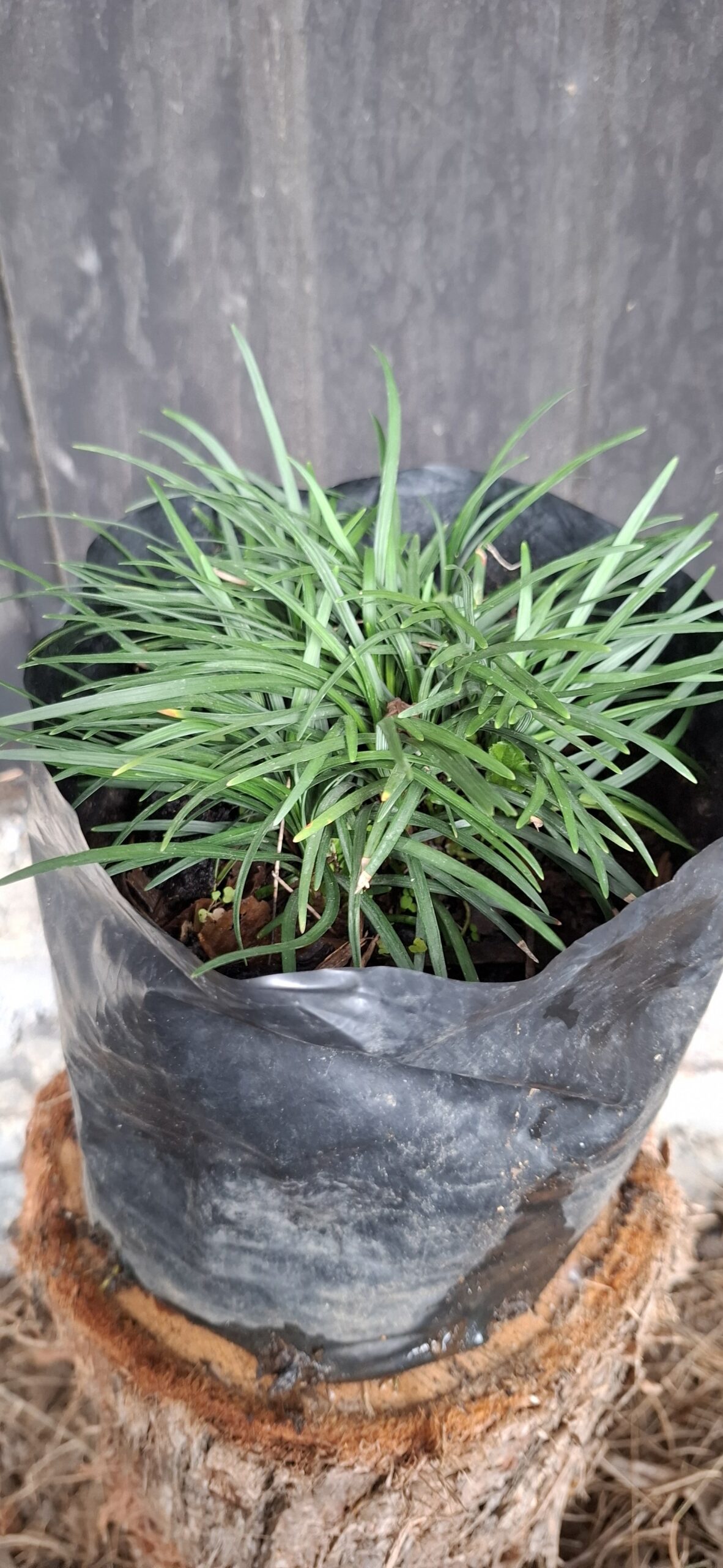 Dwarf Mondo Grass - Image 2