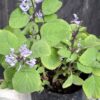 1000501622-scaled.jpg Plectranthus Zuluensis 'Zulu Spurflower'