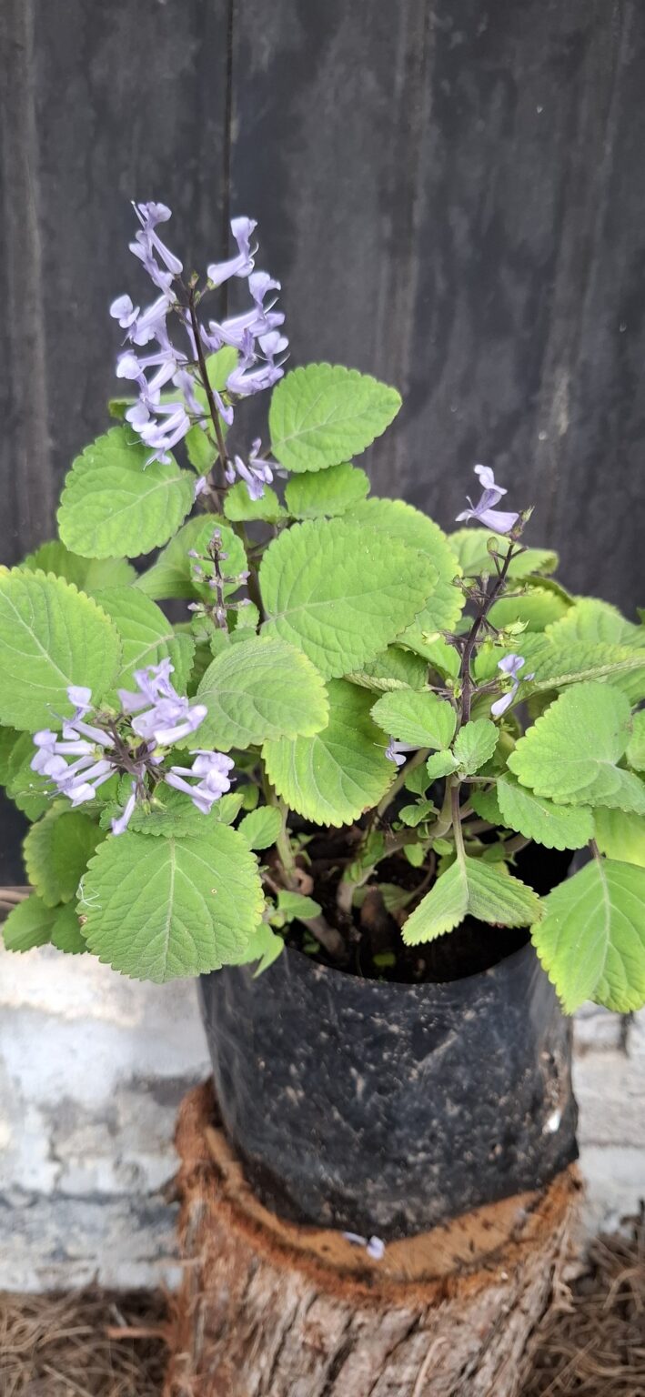 1000501622-scaled.jpg Plectranthus Zuluensis 'Zulu Spurflower'