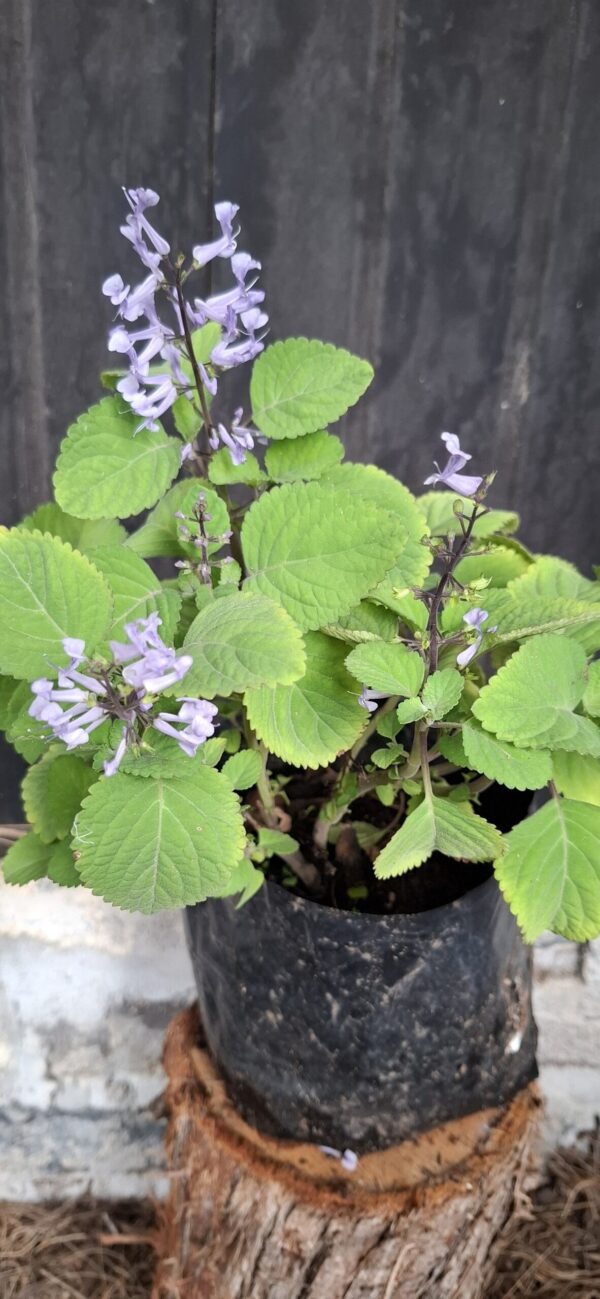 Plectranthus Zuluensis 'Zulu Spurflower'