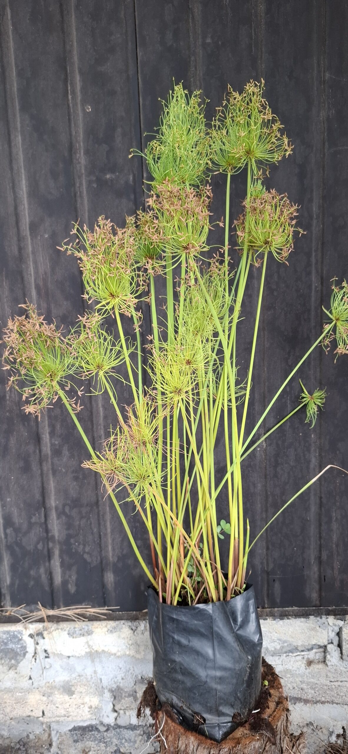 Dwarf Papyrus Cyperus
