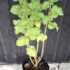 1000501630-scaled.jpg Ribbon bush
'Hypoestes aristata'