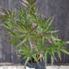 1000501639-scaled.jpg Strobilanthes anisophyllus