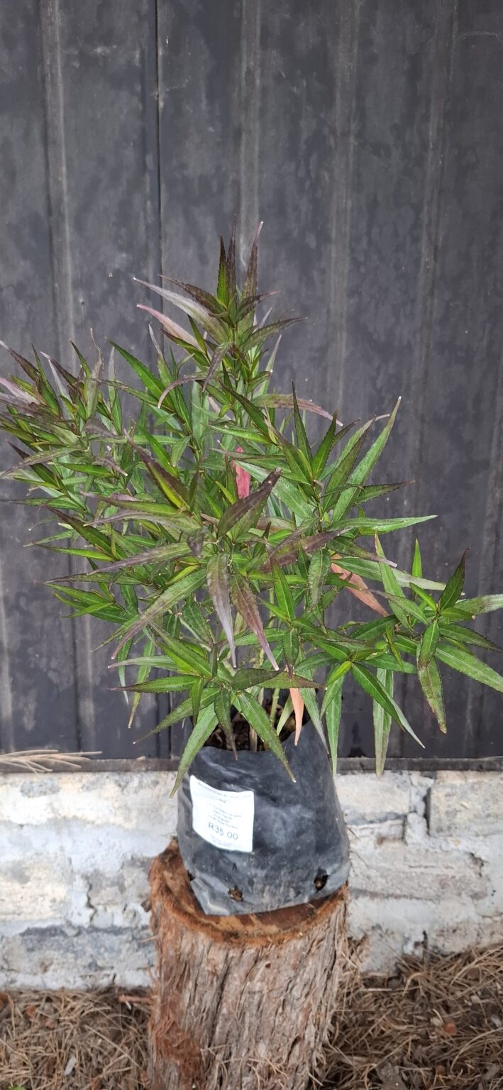 1000501639-scaled.jpg Strobilanthes anisophyllus