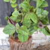 1000501641-scaled.jpg Plectranthus cilliatus 'speckled spur flower'
