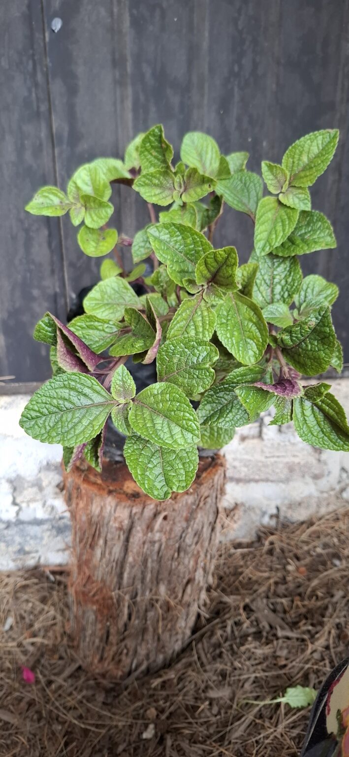 1000501641-scaled.jpg Plectranthus cilliatus 'speckled spur flower'