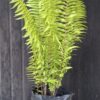 1000501642-scaled.jpg Macho Giant Sword Fern