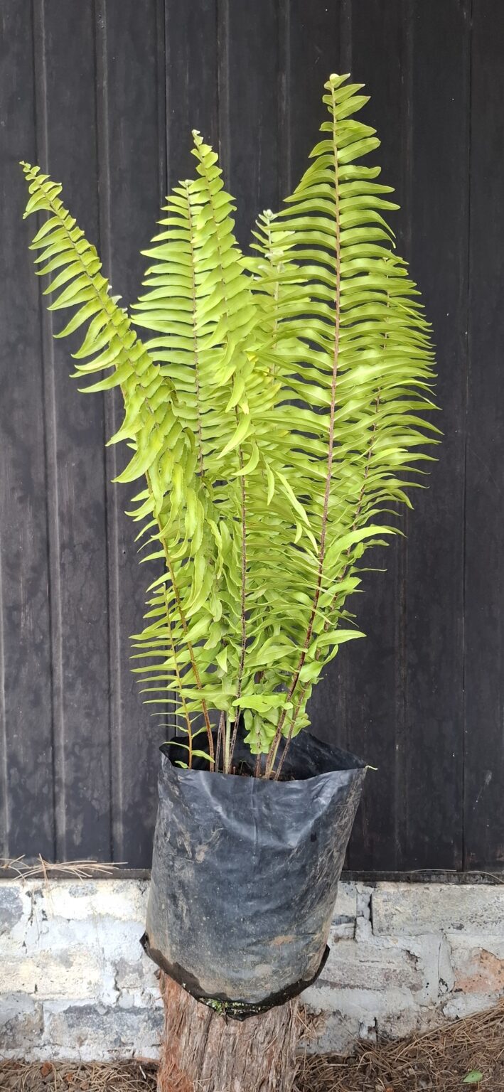 1000501642-scaled.jpg Macho Giant Sword Fern