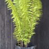 1000501642-scaled.jpg Nephrolepis biserrata 'Macho" - Giant Sword Fern