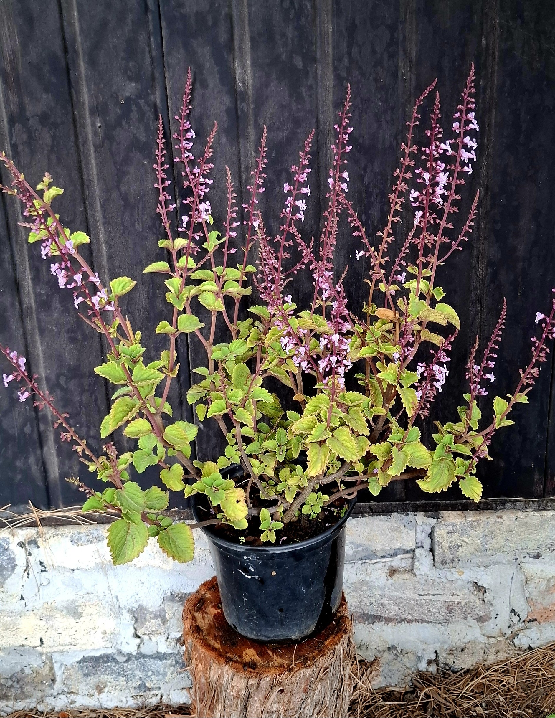 Plectranthus Fruticosus