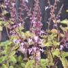 1000501644-scaled.jpg Plectranthus Fruticosus
