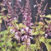Plectranthus Fruticosus