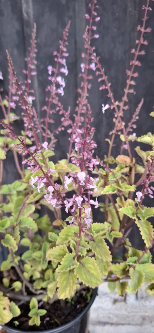Plectranthus Fruticosus