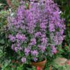 1000501878.jpg Ribbon bush
'Hypoestes aristata'