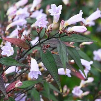 Strobilanthes anisophyllus