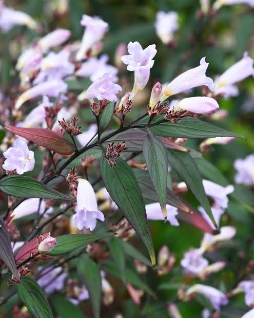 Strobilanthes anisophyllus