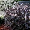 1000501908.jpg Strobilanthes anisophyllus