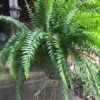 1000502075.jpg Macho Giant Sword Fern