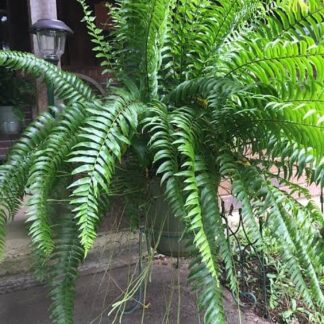Macho Giant Sword Fern