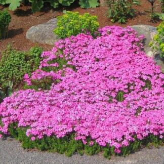 Phlox Subulata 'Creeping Phlox'