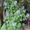 1000502305.jpg Plectranthus Zuluensis 'Zulu Spurflower'