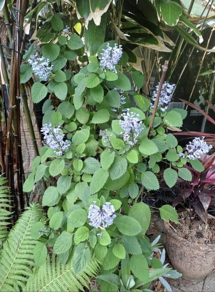 1000502305.jpg Plectranthus Zuluensis 'Zulu Spurflower'