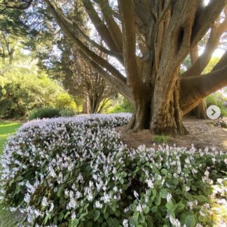 Plectranthus cilliatus 'speckled spur flower'