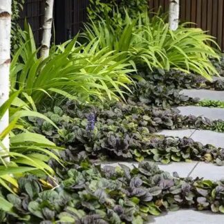 Adjuga Reptans 'mahogany'