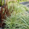 1000502414.jpg Carex 'Evergold'