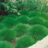1000502464.jpg Festuca Glauca 'green'