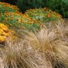 1000502518.jpg Carex flagellifera
