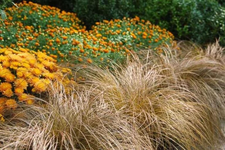 1000502518.jpg Carex flagellifera