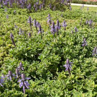 Plectranthus Neochilus 'lobster plant'