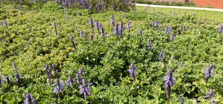 1000502520.jpg Plectranthus Neochilus 'lobster plant'
