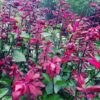 1000502522.jpg Salvia Salmia 'dark pink'