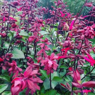 Salvia Salmia 'dark pink'