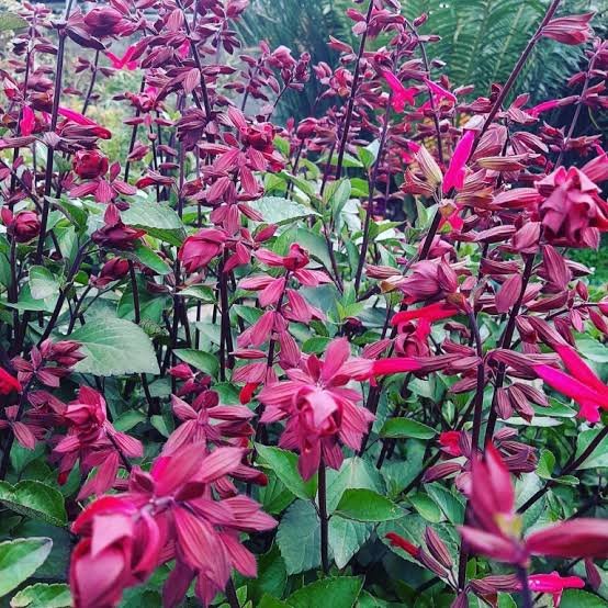 Salvia Salmia 'dark pink'