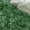 1000502584.png Dwarf Mondo Grass