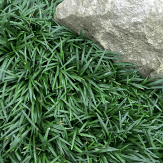 Dwarf Mondo Grass