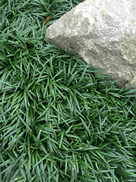Dwarf Mondo Grass