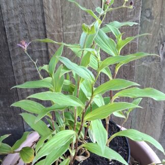 Toad Lilies (Tricyrtis)